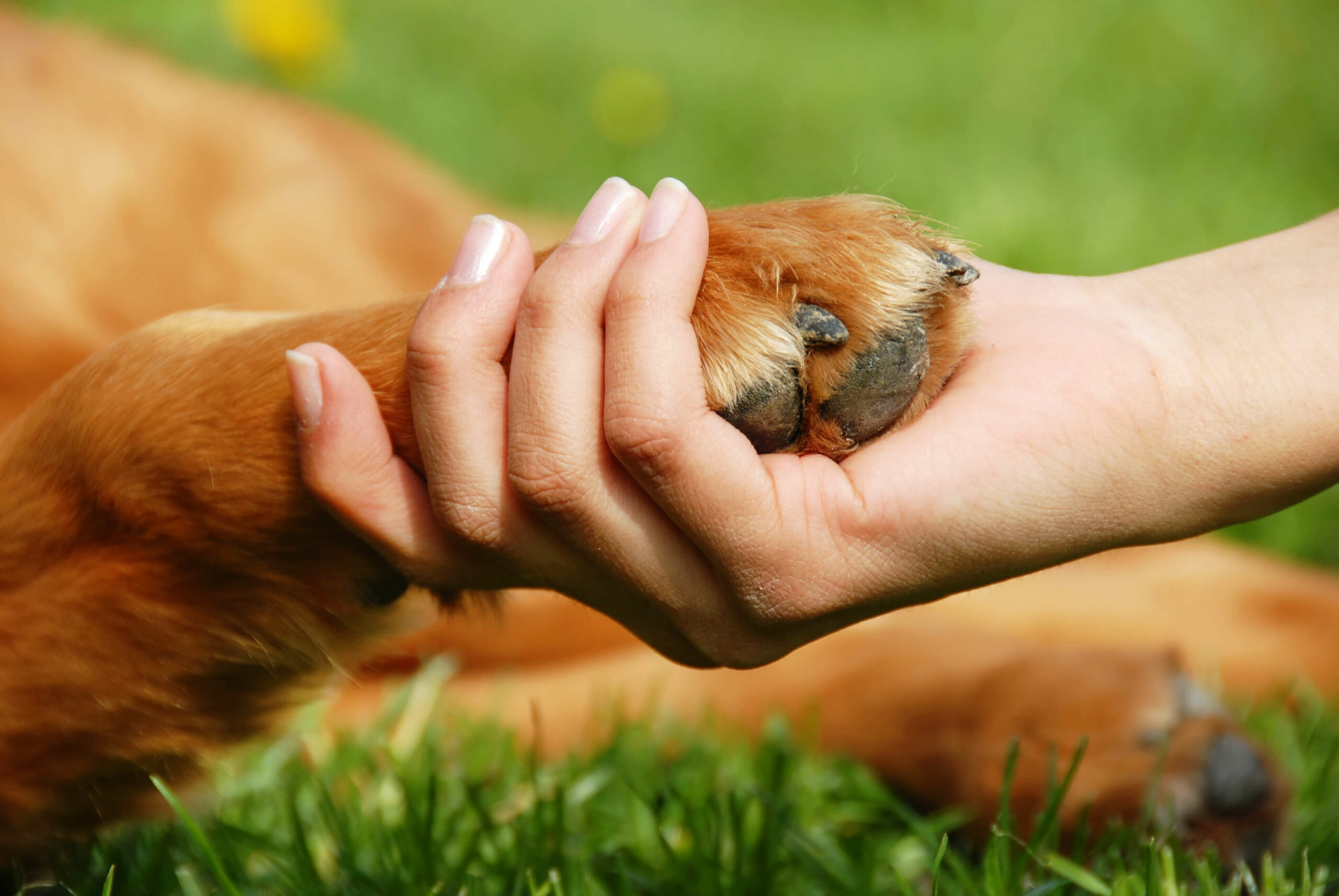 All Paws Holding Paw