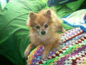 mr. fox