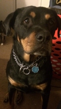 bailey alegria-walker