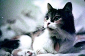 sassy the cat