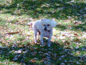 junior castano