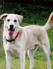 buddy cooper