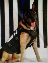 k9 rocky (k92)