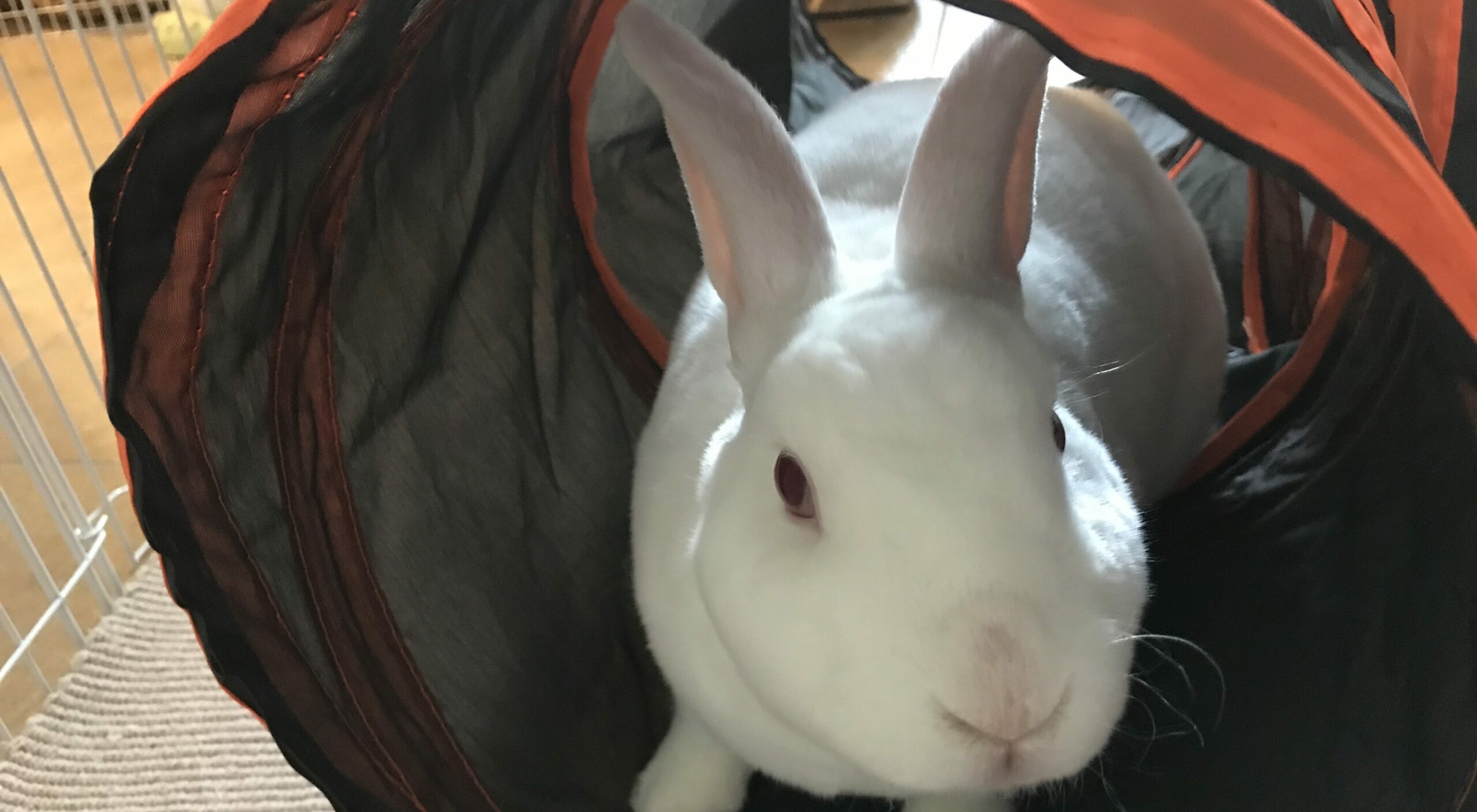 Patrick Hare All Paws Great & Small Pet Funeral Home & Crematory