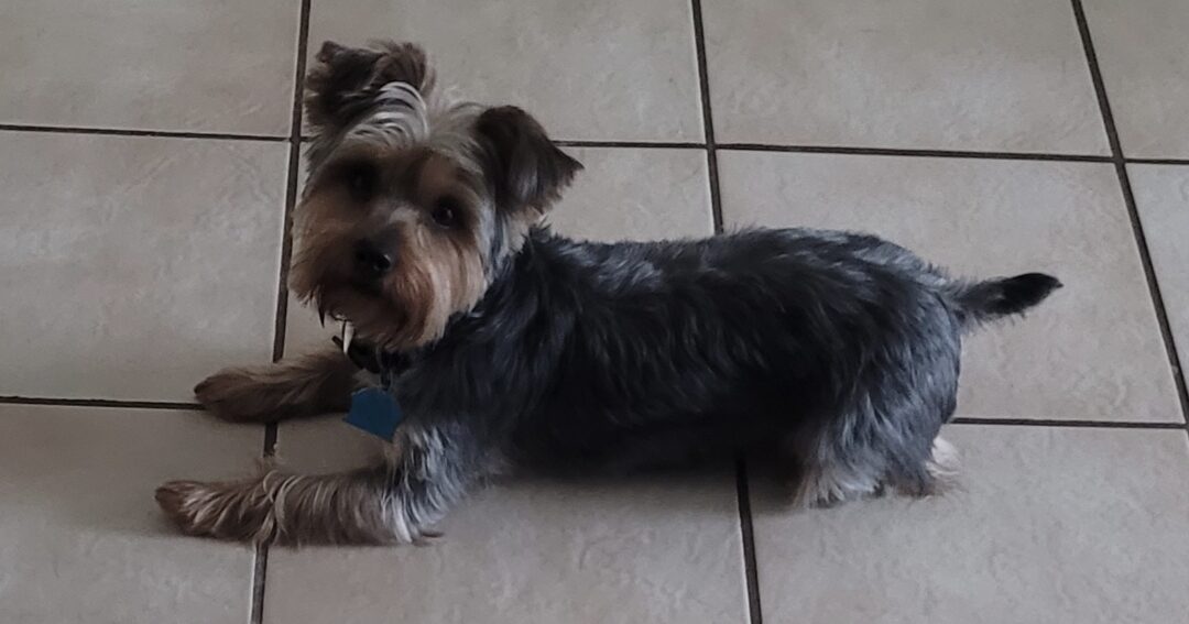 Diesel Rodriguez All Paws Great & Small Pet Funeral Home & Crematory