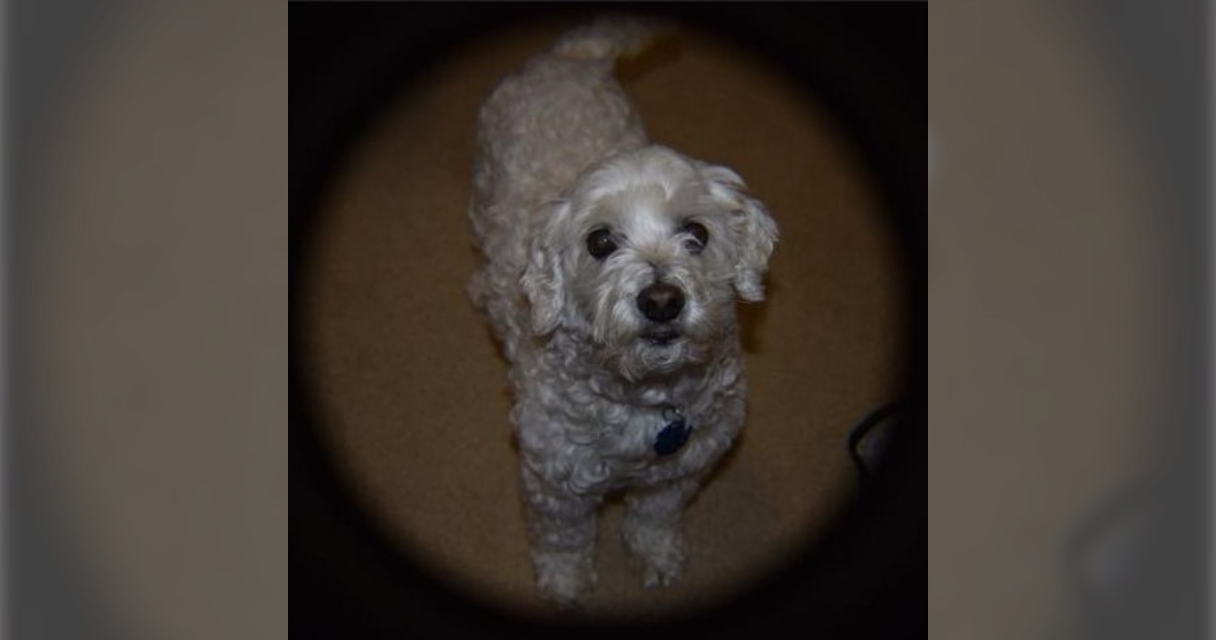 Elmo Rae Rodriguez All Paws Great & Small Pet Funeral Home & Crematory