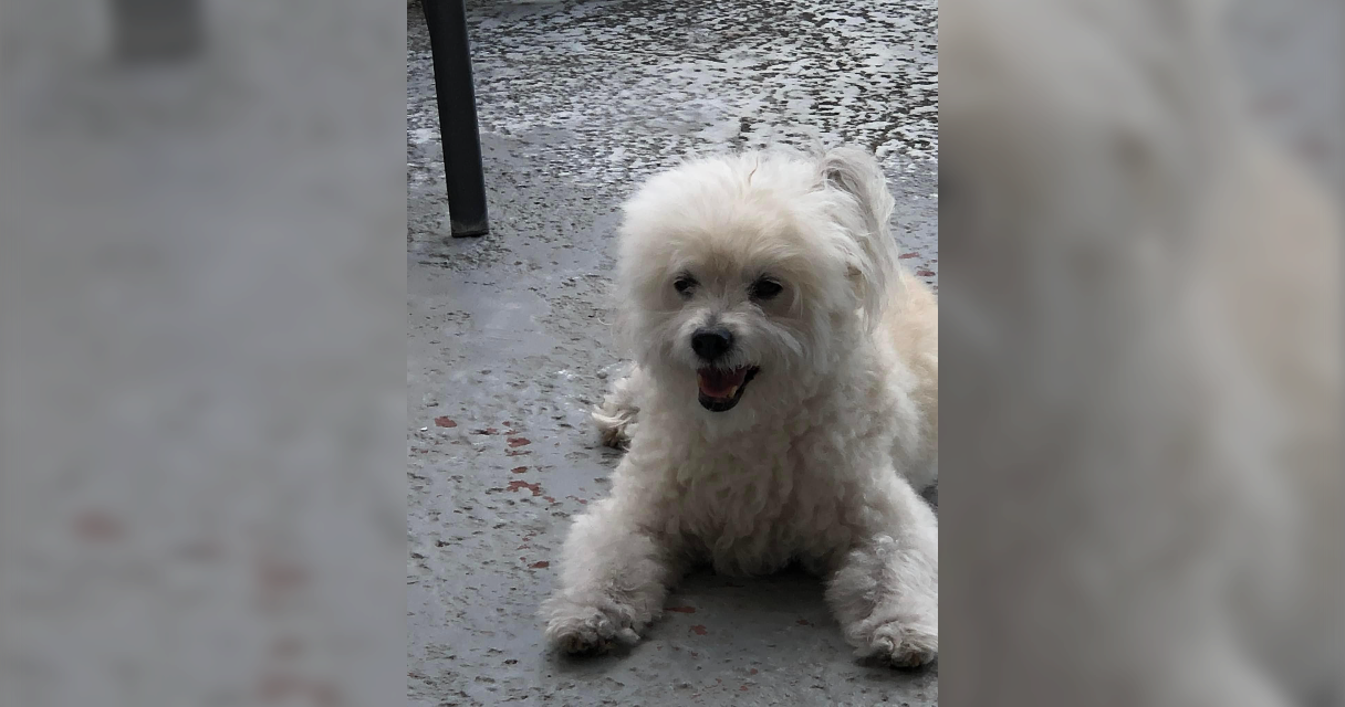 TJ Gutierrez All Paws Great & Small Pet Funeral Home & Crematory