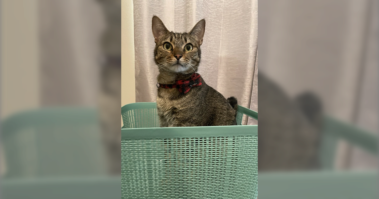 Tom Torres All Paws Great & Small Pet Funeral Home & Crematory