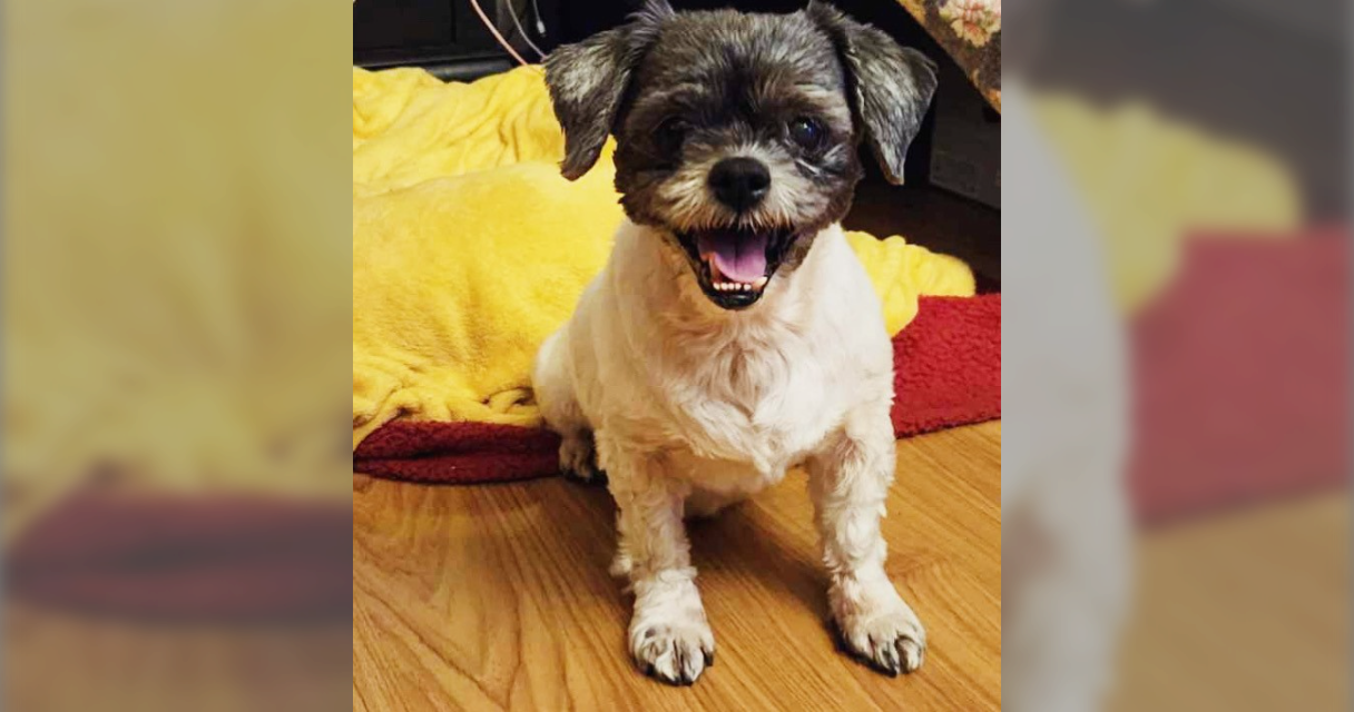 Chloe Garza All Paws Great & Small Pet Funeral Home & Crematory