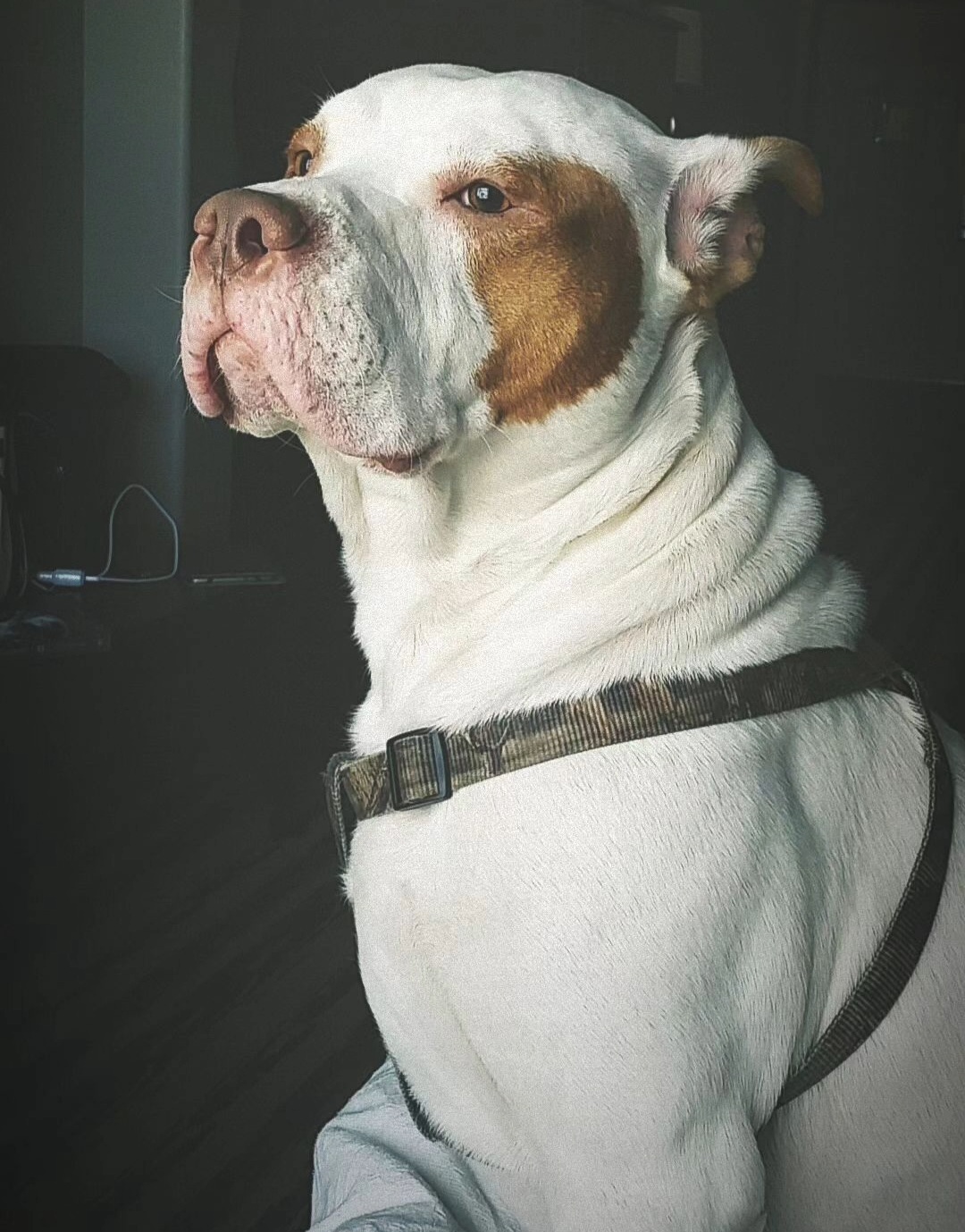 maverick kobe bermea rosario morlett