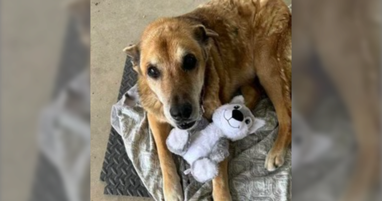 Roxy Palacios All Paws Great & Small Pet Funeral Home & Crematory