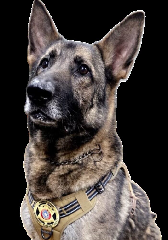 k9 groot