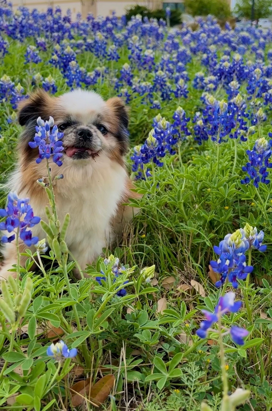 gizmo pule
